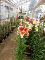 [5183 Flavia No02.JPG]